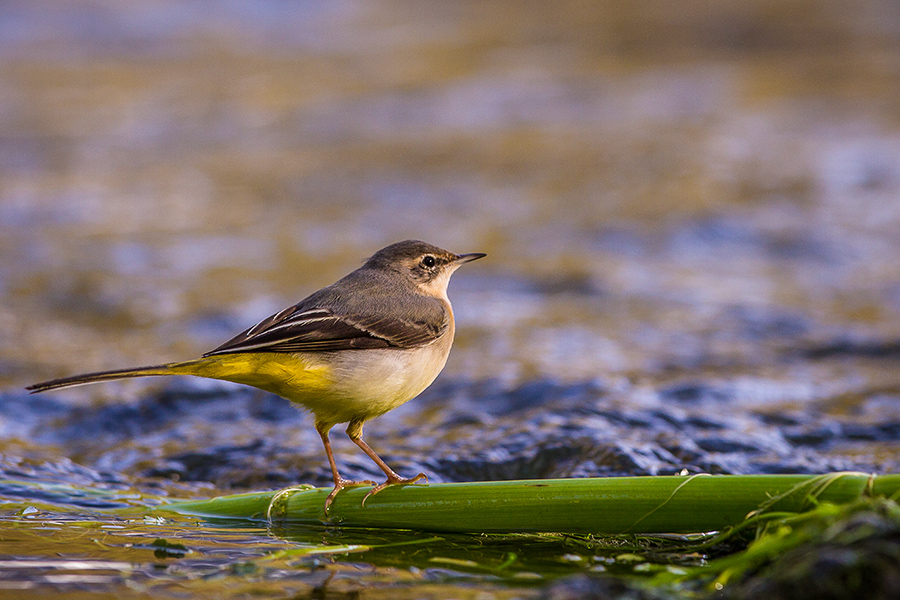 River Birds