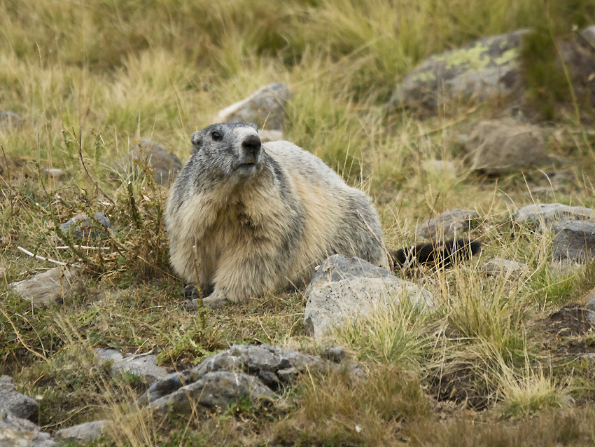 Mountain Mammals