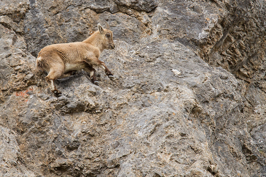 Mountain Mammals